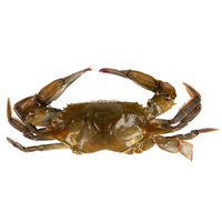 Linton's 4 1/4 inch Hotel Soft Shell Blue Crabs - 6/Case