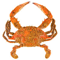 Linton's 6 1/2 inch Heavily Seasoned Steamed Jumbo Maryland Blue Crabs - 30/Case