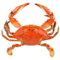Linton's 5 3/4 inch Non-Seasoned Steamed Large Maryland Blue Crabs - 36/Case
