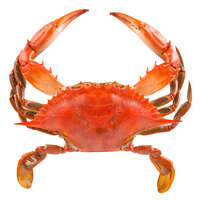 Linton's 5 1/4 inch Non-Seasoned Steamed Medium Maryland Blue Crabs - 12/Case