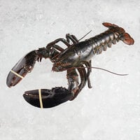 Boston Lobster Company 25 lb. Case of 4-6 lb. Live Hard Shell Lobsters