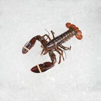 Boston Lobster Company 25 lb. Case of 1.5 lb. Live Hard Shell Lobsters