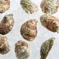 Rappahannock Oyster Co. 50 Count Live Olde Salt Oysters