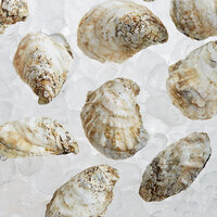 Rappahannock Oyster Co. 75 Count Live Rappahannock River Oysters