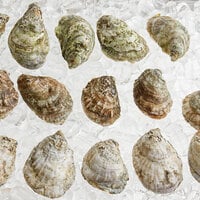 Rappahannock Oyster Co. 300 Count Variety Pack Live Oysters