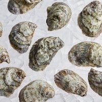 Rappahannock Oyster Co. Live Rochambeau Oysters