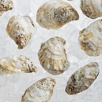 Rappahannock Oyster Co. 25 Count Live Rappahannock River Oysters