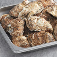 Wulf's Fish 100 Count Live South Bay Blonde Oysters
