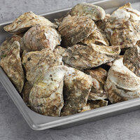 Wulf's Fish 100 Count Live Duxbury Bay Oysters