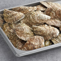 Wulf's Fish 100 Count Live Dennis Port Select Oysters