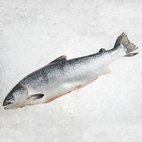 13-17 lb. Sushi Grade Whole Salmon