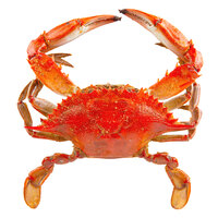 Chesapeake Crab Connection Medium 5 1/2 inch - 6 inch Lightly Seasoned Steamed Blue Crab - 12/Case