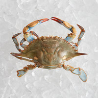 Chesapeake Crab Connection Large/Extra Large 6 inch - 7 inch Live Female Blue Crab - 12/Case