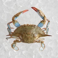 Chesapeake Crab Connection Small/Medium 5" - 6" Live Female Blue Crab - 12/Case