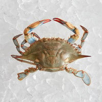 Chesapeake Crab Connection Small-Extra Large 5 inch - 7 inch Live Female Blue Crab - 1/2 Bushel
