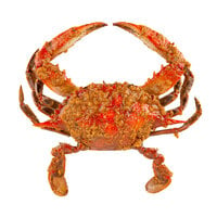 Chesapeake Crab Connection Small 5 inch - 5 1/2 inch Extra Seasoned Steamed Blue Crab - 12/Case