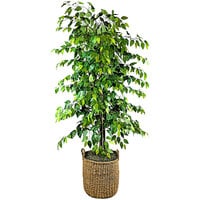 LCG Sales 6' Artificial Deluxe Clipped Ficus Tree in Basket with Handles