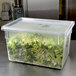 A Rubbermaid clear polycarbonate food storage box with lettuce inside.