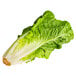 A California Romaine lettuce leaf on a white background.