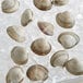 A group of Rappahannock Olde Salt middleneck clams on ice.