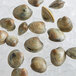 A group of Rappahannock Oyster Co. Olde Salt Littleneck clams on ice.