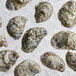 A close-up of a group of Rappahannock Rochambeau oysters on ice.