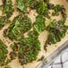 A tray of kale chips on a baking sheet with Lawry's Seasoned Pepper.