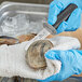 A person in blue gloves using a Choice stainless steel clam knife to open a clam.