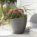 A Mayne Modesto graphite grey planter with a potted plant with pink flowers.