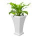 A Mayne white planter on a white pedestal with a square top containing a plant.