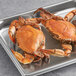 Two large female blue crabs on a metal tray.