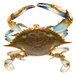 A close-up of a Chesapeake blue crab with claws on a white background.