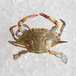 A live female blue crab sitting on ice.