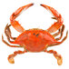 A Chesapeake blue crab with claws on a white background.