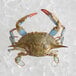 A close up of a live female blue crab sitting on ice.