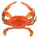 A red crab with claws on a white background.
