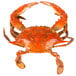 A red Chesapeake blue crab with claws on a white background.