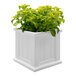 A white Mayne Cape Cod square planter with green plants.