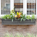 A Mayne Nantucket graphite grey window box with different plants in it.