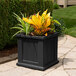 A black Mayne Cape Cod planter with yellow and green plants.