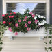 A white Mayne window box with flowers and vines spilling over the sides.