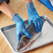 A person in Noble blue vinyl gloves holding a fish on a tray.