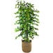 An LCG Sales artificial ficus tree in a basket with handles.