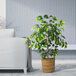 A 4' artificial ficus tree in a basket next to a white couch.