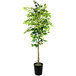 A 6' artificial ficus tree with green leaves in a black metal planter.