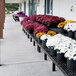 A row of white potted flowers on a black Benchmaster platform display.