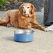 A dog sitting next to a blue and silver Planetary Design stainless steel dog bowl.