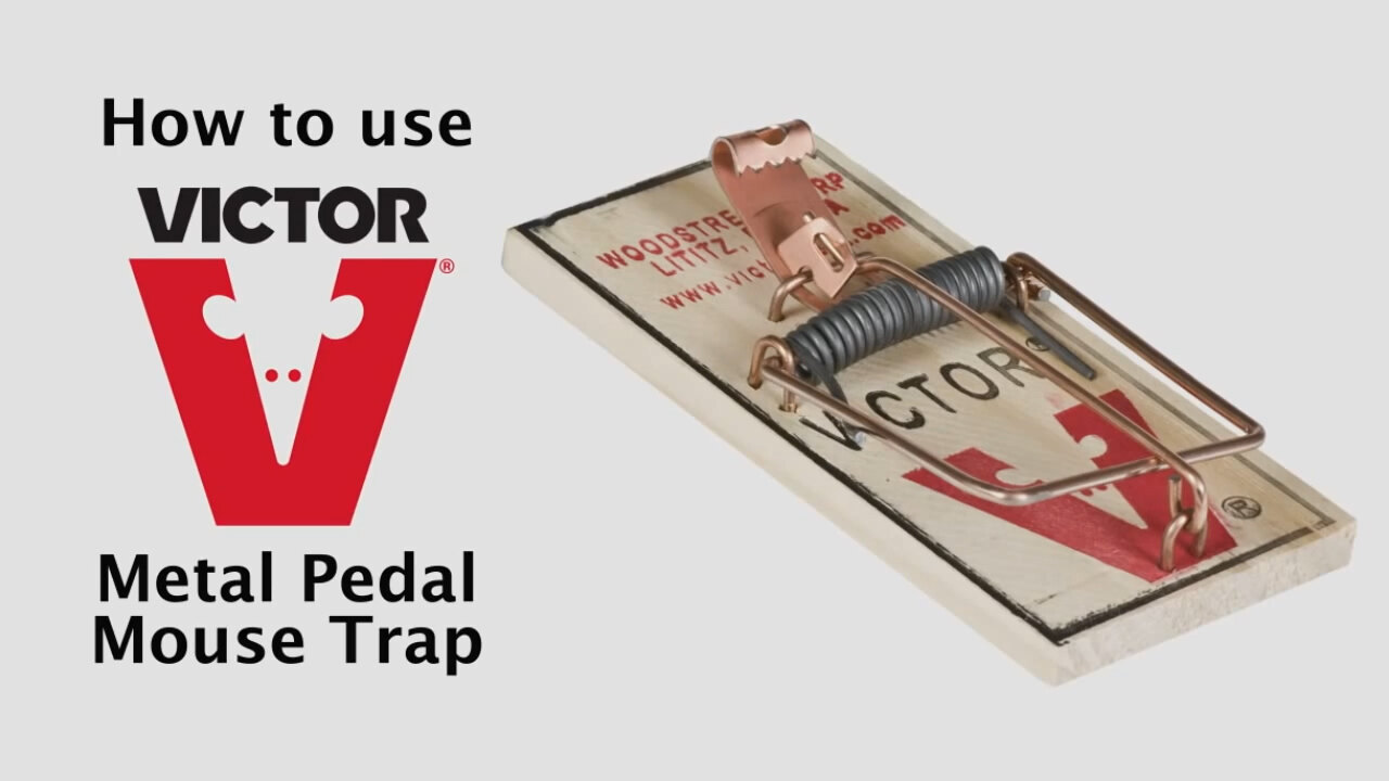 thumbnail interactive-video image 1 of Victor Metal Pedal Mouse Trap (14 Traps) M040 – Made In USA 1 of 5