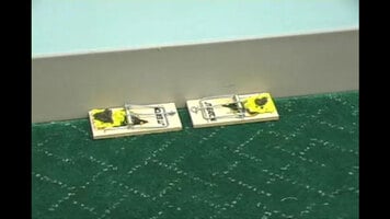 Overview of JT Eatons Traditional 406XT Mouse Trap Overview of JT Eatons Traditional 406XT Mouse Trap