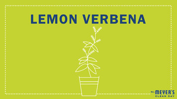 Mrs. Meyer's Garden-Inspired Scents: Lemon Verbana
